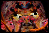 Face Full of Copepods