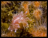 Cuthona divae Nudibranch