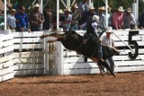 Bull Riding - IMG_4934.JPG