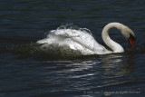 Swan - IMG_5201.JPG