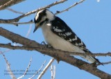 Downy Woodpecker - IMG_6848.JPG