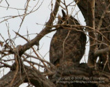 Great Horned Owl - IMG_7184.JPG