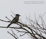 Foggy Morning Blue Jay - IMG_7273.JPG