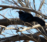 Great Tailed Grackle - IMG_0346.JPG