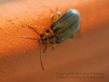 Elm Beetle - IMG_1127.JPG