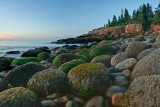 Moss and Rocks