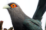 Chestnut-bellied Malkoha ( Phaenicophaeus sumatranus )
