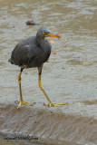 Dark Morph - Pacific Reef Egret (Egretta sacra)