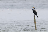 Great Cormorant (Phalacrocorax carbo)