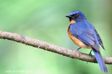 Mangrove Blue-flycatcher (Cyornis rufigastra) , Male