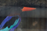 Javan-Kingfisher (Halcyon cyanoventris)