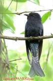 Asian Drongo-Cuckoo ( Surniculus lugubris )