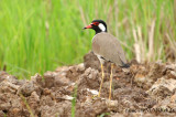 Red-wattled Lapwing ( Vanellus indicus atronuchalis )