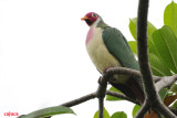 Jambu Fruit-Dove, Male ( Ptilinopus jambu )