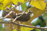 Ochraceous Bulbul ( Alophoixus ochraceous )