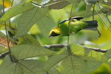 Blue-winged Leafbird (Chloropsis cochinchinensis)