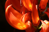 Flame of the Forest (Sci Name: Butea monosperma)