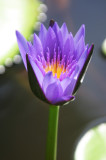 Purple lotus3