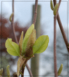 Yellow Magnolia