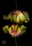 Parrot Tulips II