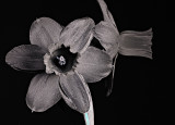 UV Daffodil