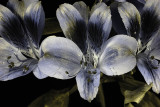 UV Peruvian Lily