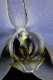 UV Phalaenopsis