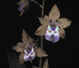 UV Orchids
