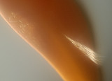 Resize of _DSC0261_68crop.jpg