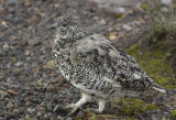 White-tailed Ptarmigan