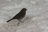 Fox Sparrow