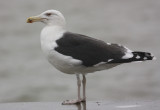 Great Black-backed Gull