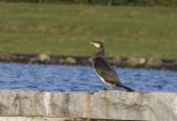 Great Cormorant