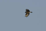 Common Buzzard