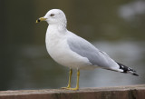 Ring-billed Gull