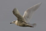 Glaucous Gull