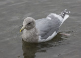 Glaucous-winged Gull