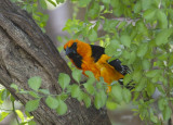 Altamira Oriole