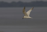 Gull-billed Tern