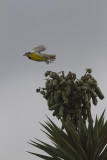 Eastern Meadowlark