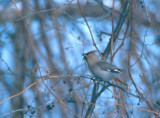 Bohemian Waxwing