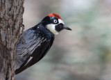 Acorn Woodpecker