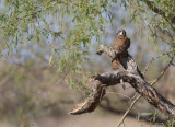 American Kestrel