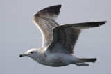 California Gull