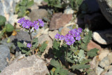 IMG_4373a.jpg