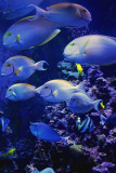 Aquarium fish