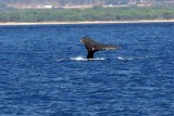 Humpback Whale Tail