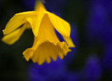 Shy yellow