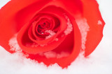 Snow path to love