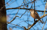 House Sparrow
